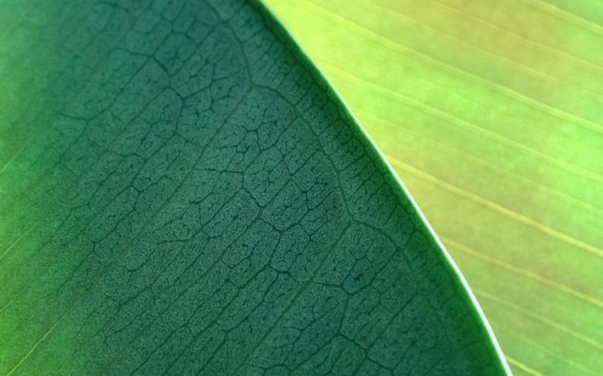 绿色植物叶片纹理特写创意电脑壁纸