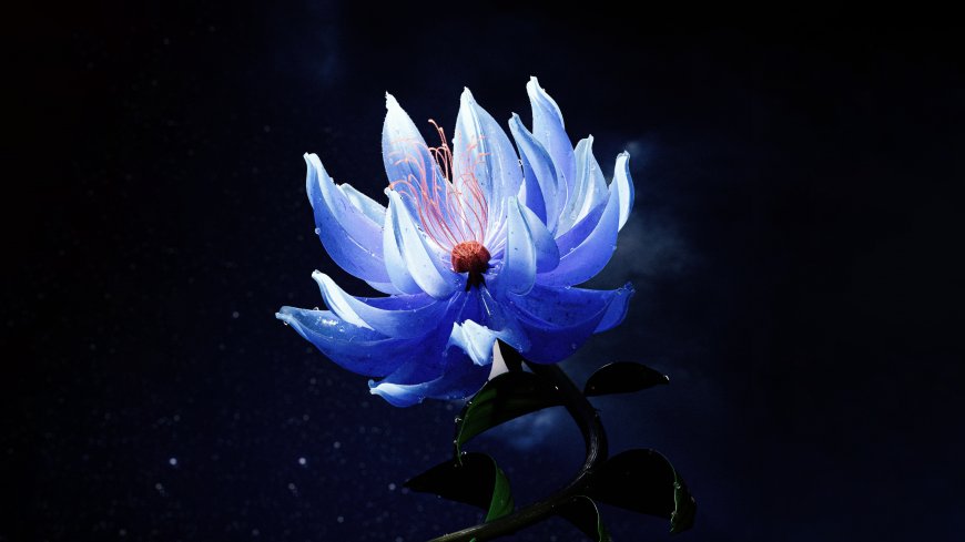 深蓝莲花水珠特写梦幻光影创意电脑壁纸