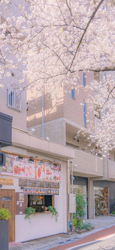 樱花盛开街道FiveStarCafe咖啡店春日街景手机壁纸