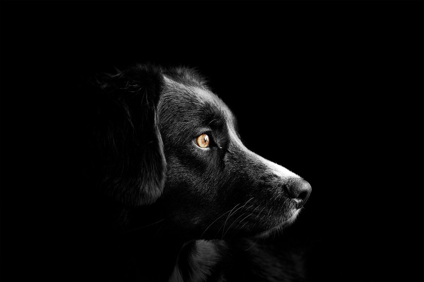 黑犬侧脸特写金色眼睛光影对比电脑壁纸
