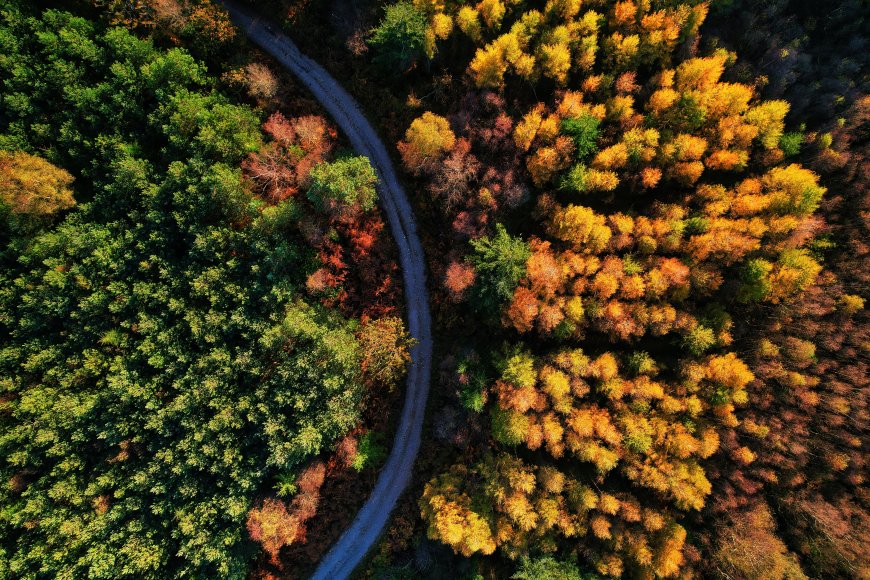 秋日森林俯瞰蜿蜒小路彩色树叶风景电脑壁纸