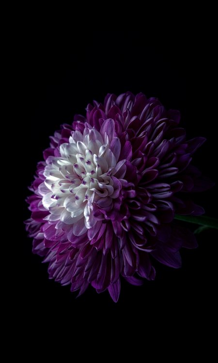 紫白渐变菊花黑底特写手机壁纸