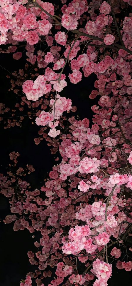 夜樱盛开粉白花瓣繁茂枝头手机壁纸