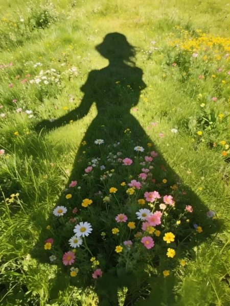 春日花海中少女剪影写真手机壁纸