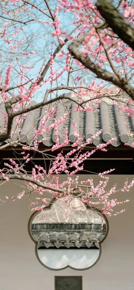 中式庭院梅花盛开古典窗棂背景手机壁纸