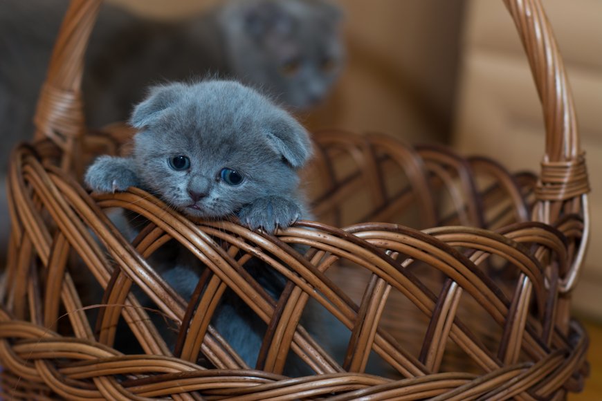 蓝色小猫猫咪5K动物电脑壁纸