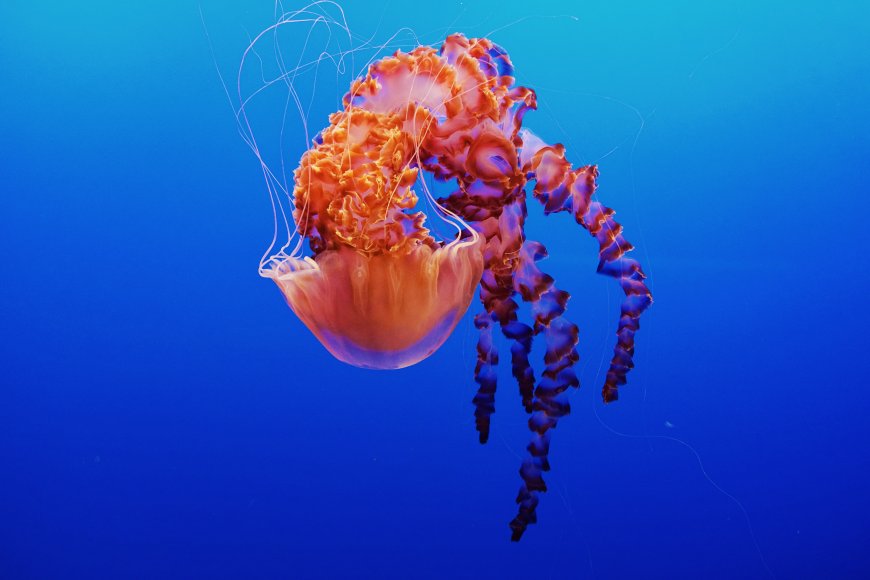 深海橙紫水母漂浮姿态高清电脑壁纸