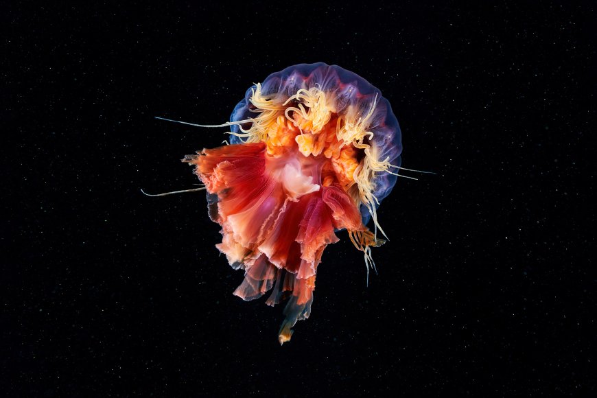 深海橙红蓝紫水母漂浮星空背景风景电脑壁纸