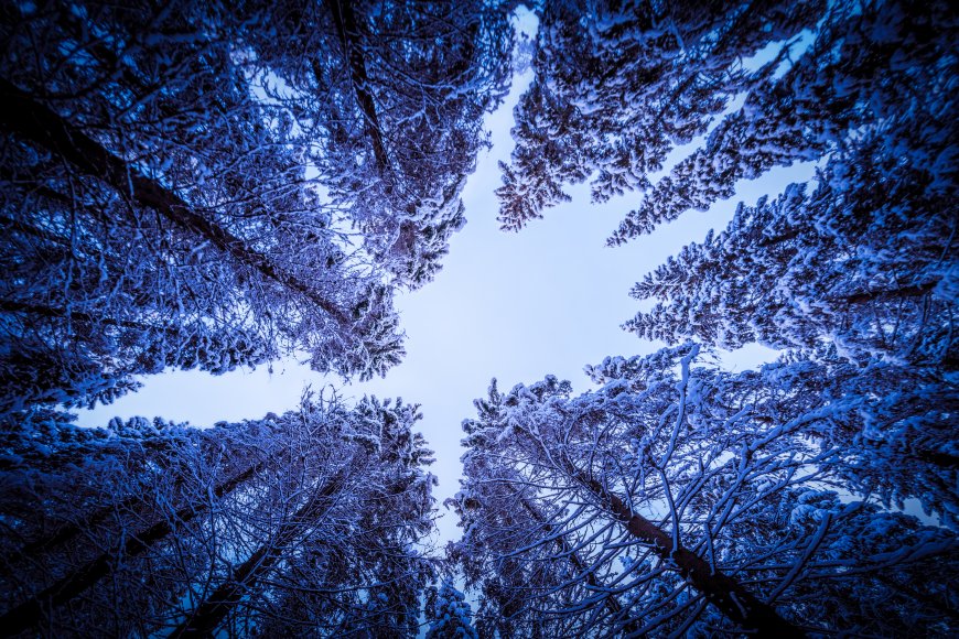 树林森林冬天天空四季风景电脑壁纸
