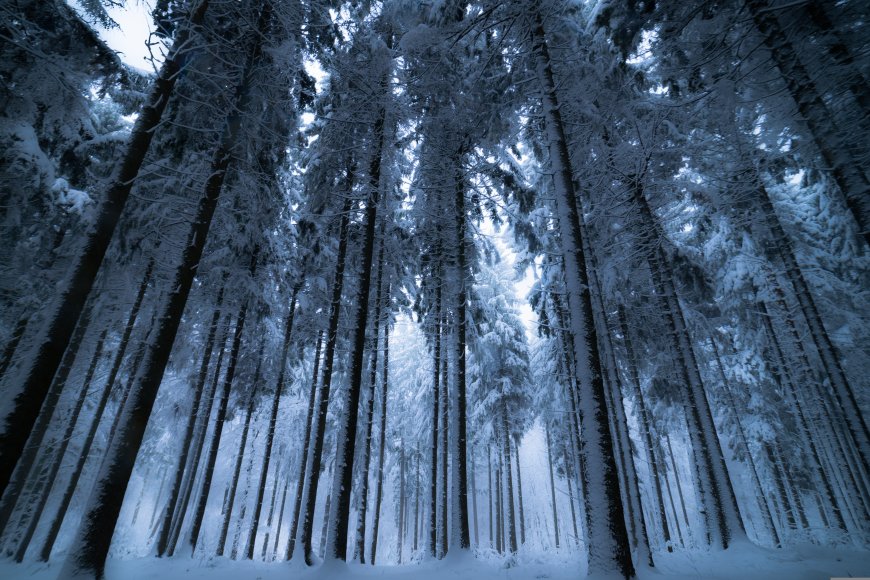 雪松森林冬日仙境高树挂冰蓝调自然摄影风景电脑壁纸