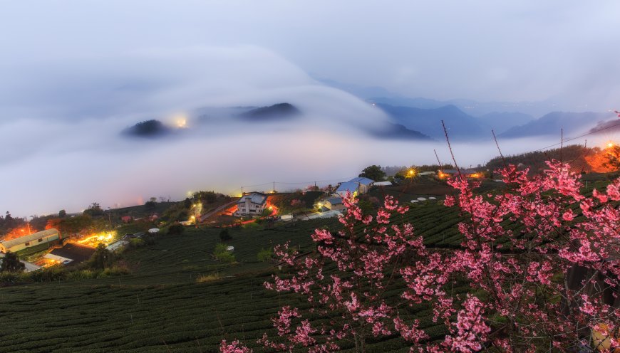 樱花园晨雾缭绕粉色樱花与茶田村落电脑壁纸