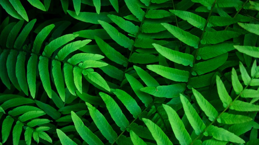 蕨类植物绿色叶片纹理特写创意电脑壁纸