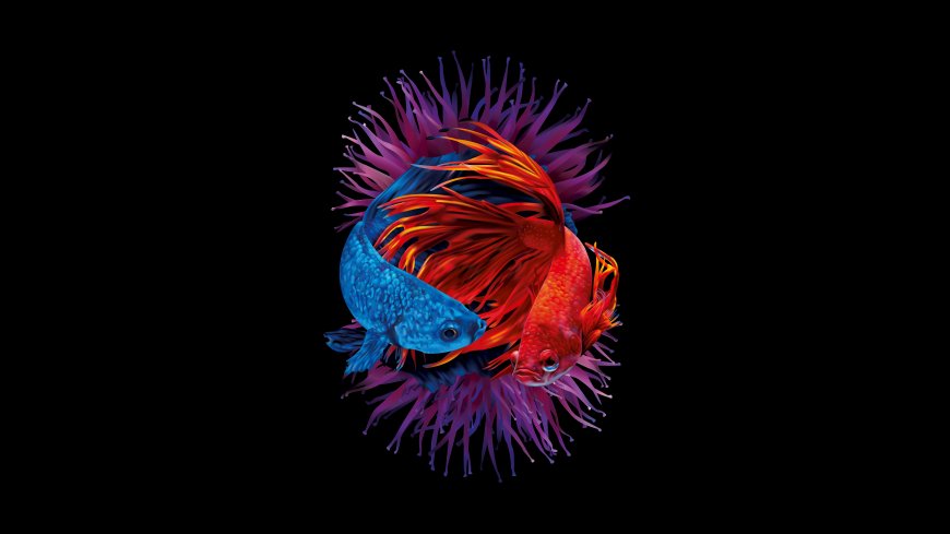 双色斗鱼紫色海葵黑色背景梦幻水下生物艺术创意电脑壁纸