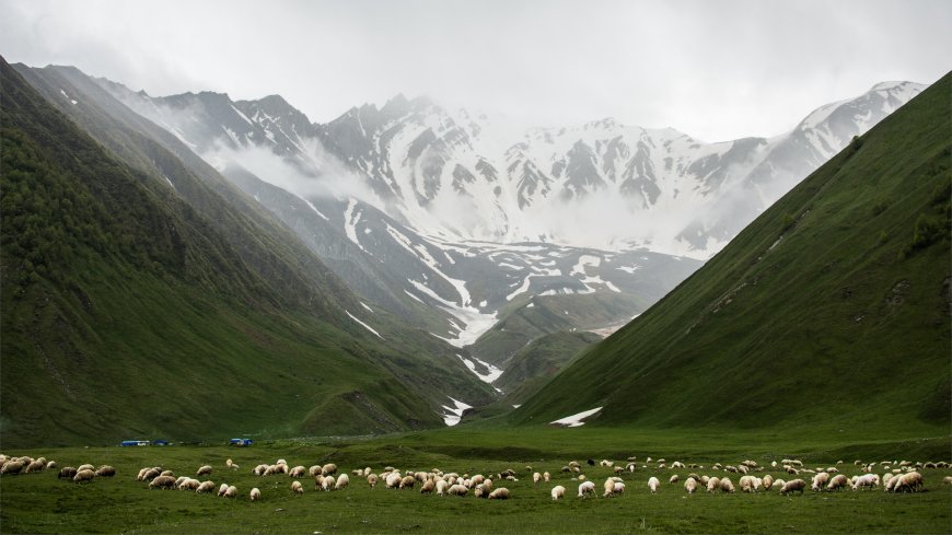 高山牧场羊群吃草云雾缭绕风景电脑壁纸