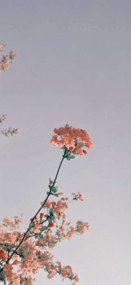 海棠花枝伸向天空极简清新自然风景手机壁纸