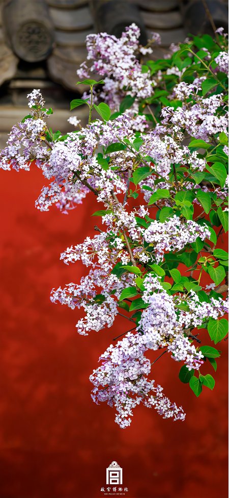 故宫红墙背景下的丁香花盛放古典风景手机壁纸