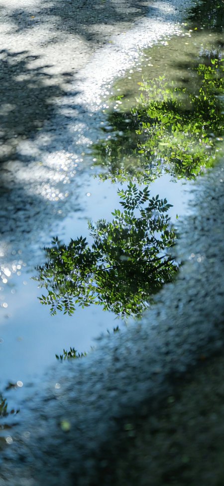 水面倒影绿叶波光粼粼自然风景手机壁纸