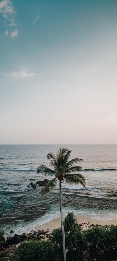 海边椰树与平静海面日落时分风景手机壁纸