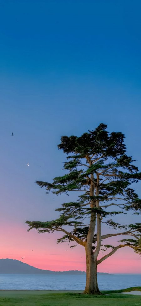 海边孤树与粉蓝渐变天空宁静风景手机壁纸