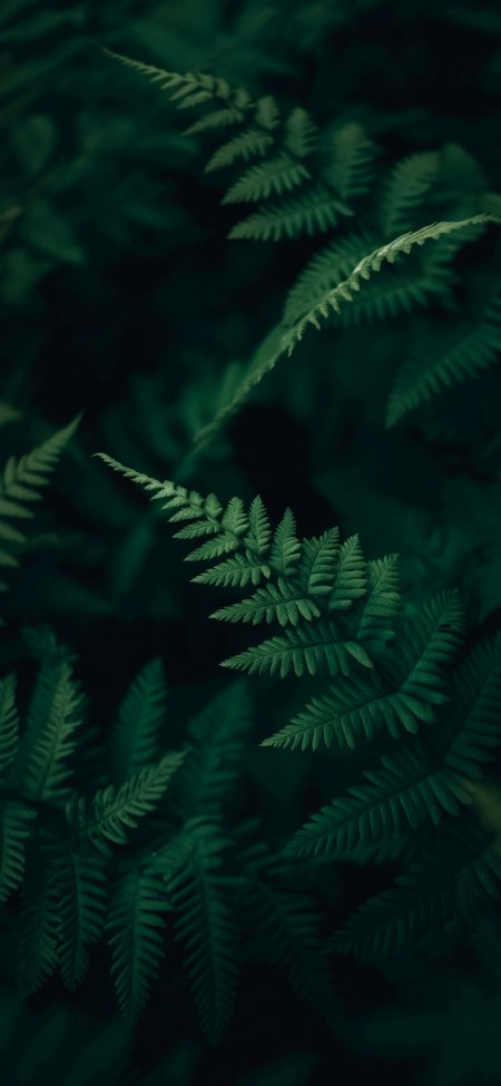 深绿色蕨类植物叶片特写自然护眼手机壁纸