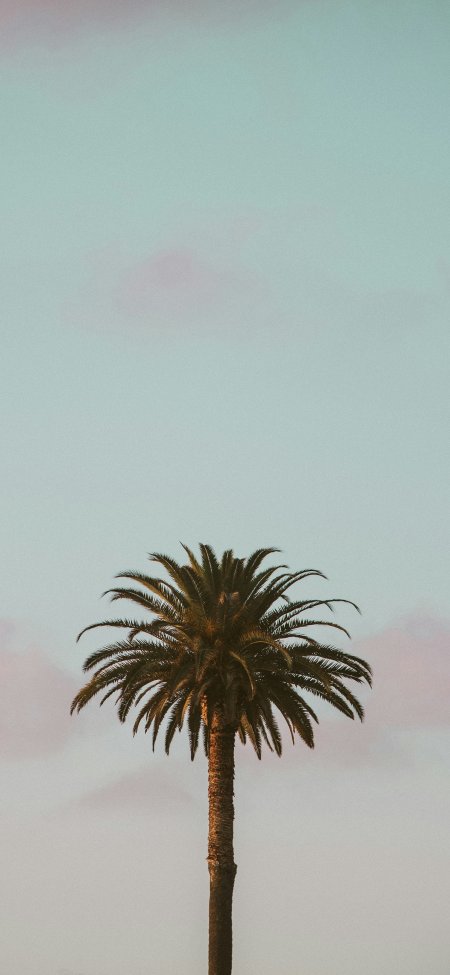 黄昏天空下孤挺棕榈树剪影热带风景手机壁纸