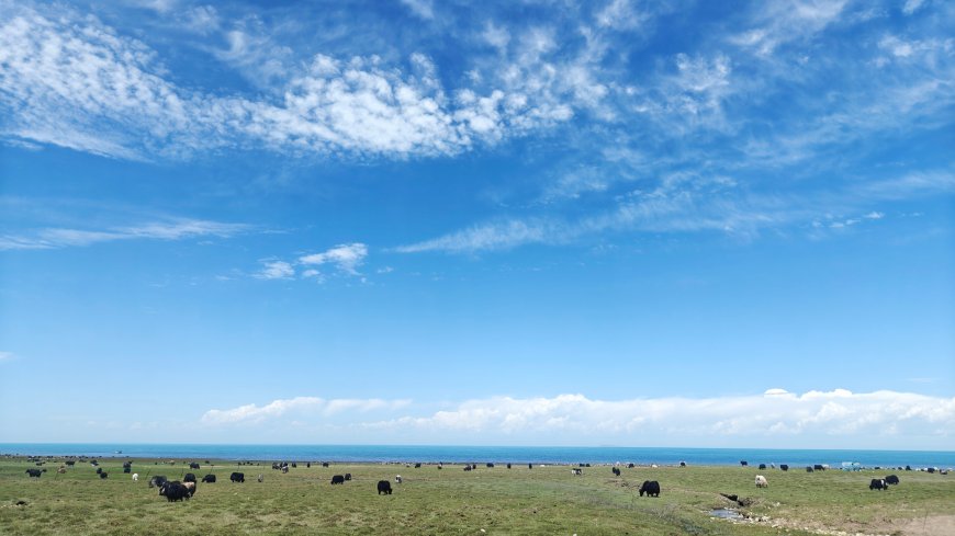 青海湖边草原牛羊蓝天白云牧场景致风景电脑壁纸