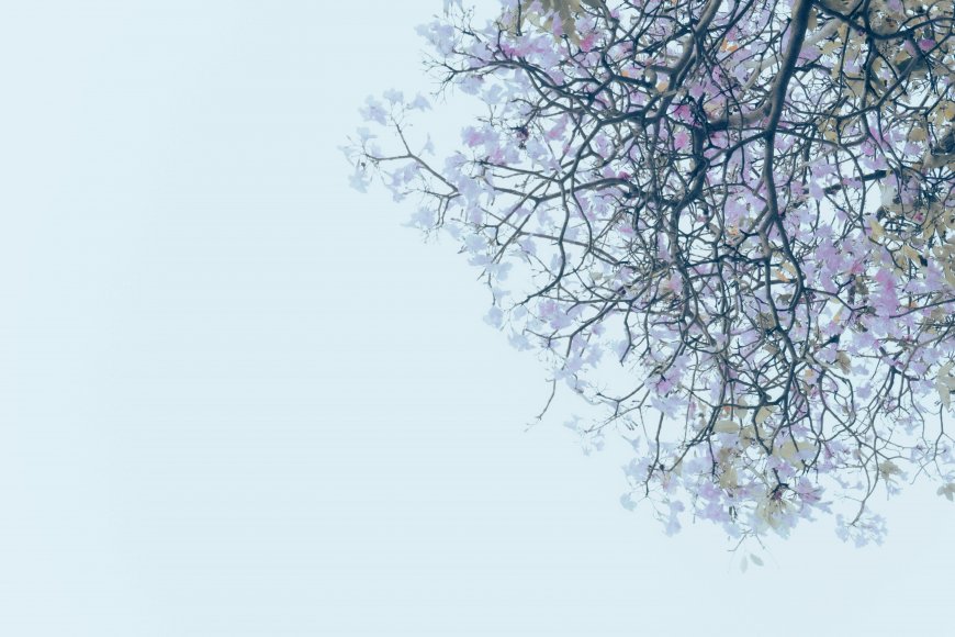 春季粉紫色花朵枝头绽放自然风景电脑壁纸