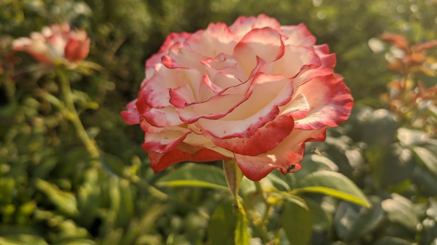 摩纳哥公爵月季红边白瓣盛开花园花卉电脑壁纸