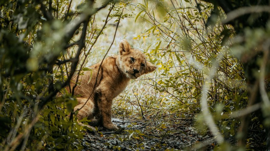 非洲狮幼崽灌木丛中探头野生萌态动物电脑壁纸