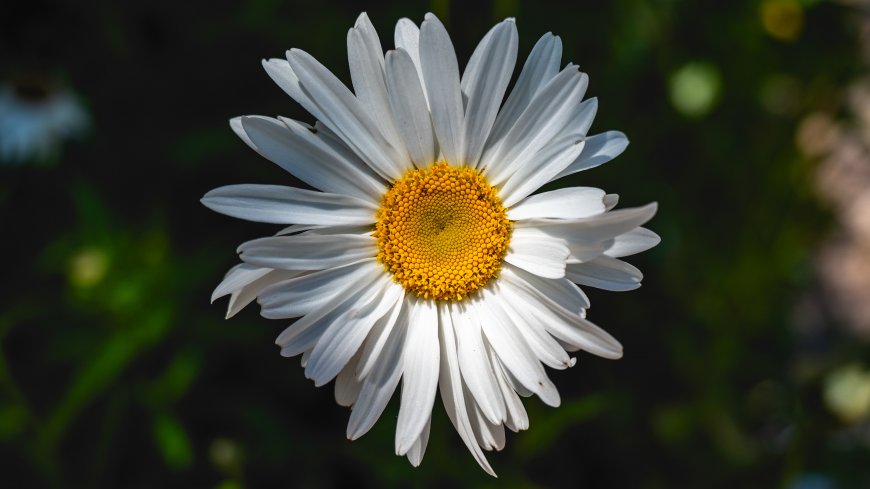 大滨菊白色花瓣黄色花蕊特写自然植物电脑壁纸