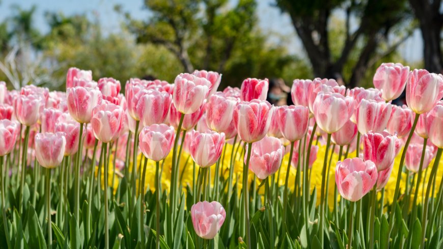 春日粉色郁金香花海盛开花园景观风景电脑壁纸