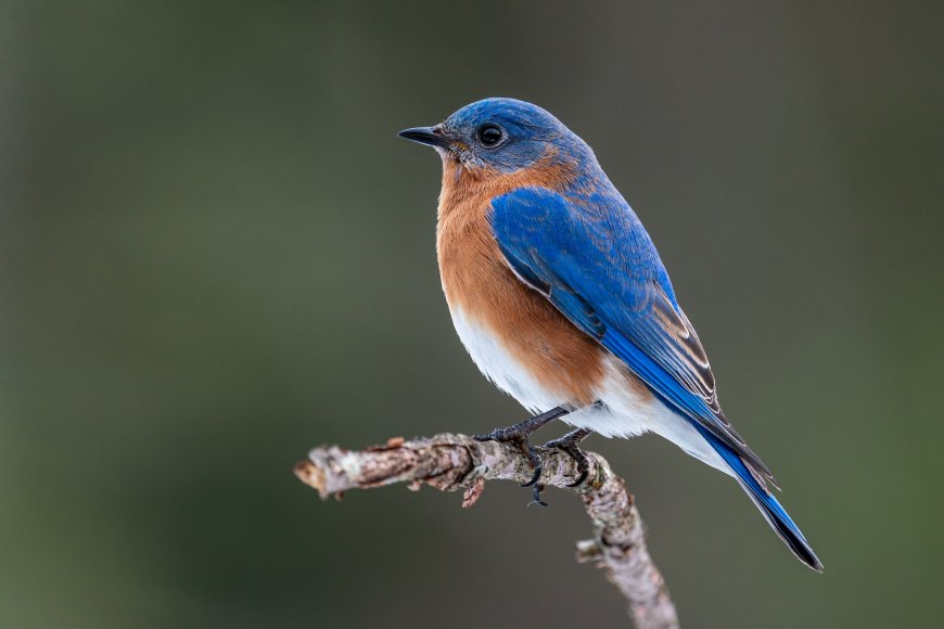 蓝羽东蓝鸲栖枝自然鸟类动物电脑壁纸