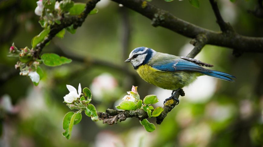 蓝山雀栖息花枝灵动自然生态动物电脑壁纸