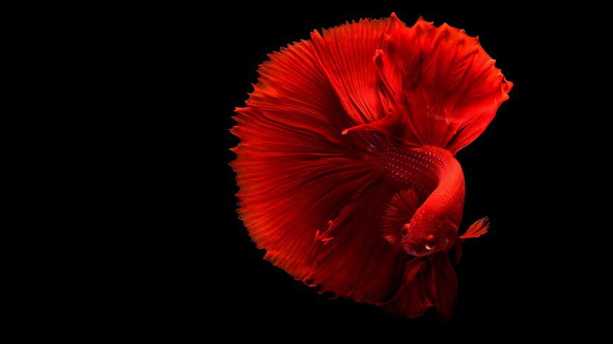 红色斗鱼黑色背景游动华丽鱼鳍特写动物电脑壁纸