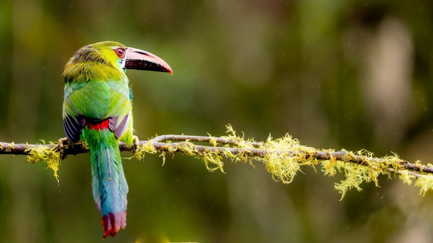 绿羽绯腰巨嘴鸟栖息苔藓枝头自然生态动物电脑壁纸