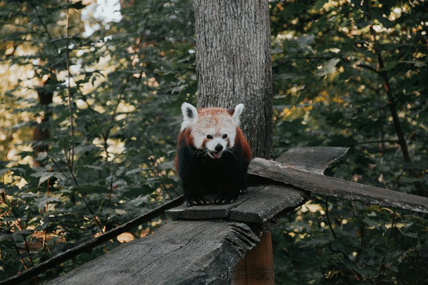 红熊猫栖息树梢萌态可掬自然动物电脑壁纸