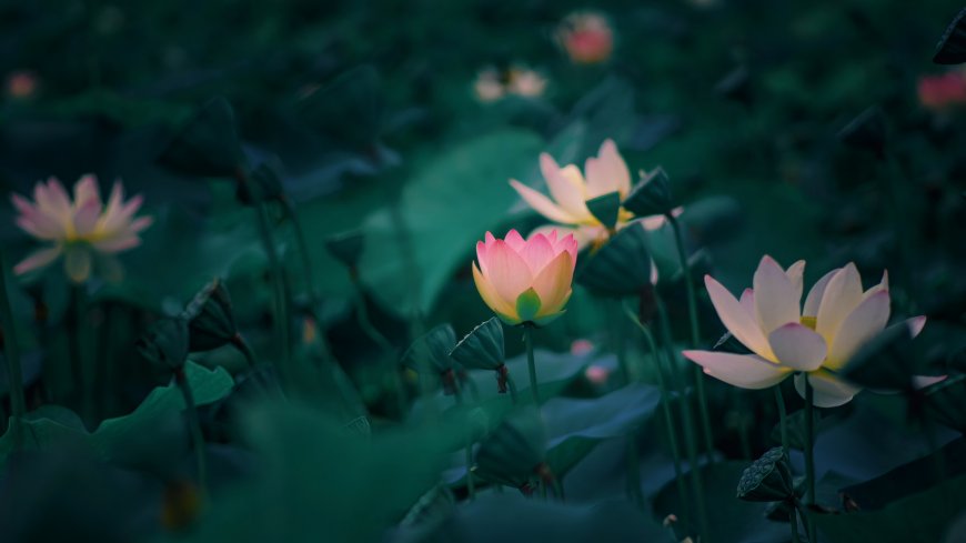 盛夏荷塘粉色莲花绽放深绿荷叶自然风景电脑壁纸