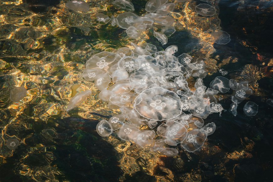 水母群聚海面阳光折射梦幻光影自然动物电脑壁纸