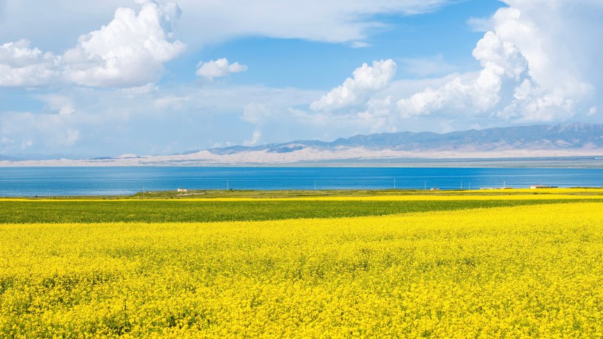 青海湖畔油菜花田金黄铺展蓝天白云壮丽风景电脑壁纸