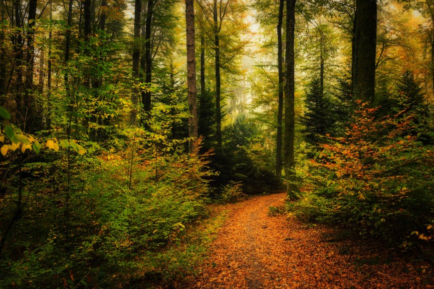 秋日森林小径落叶铺满阳光穿透唯美自然风景电脑壁纸