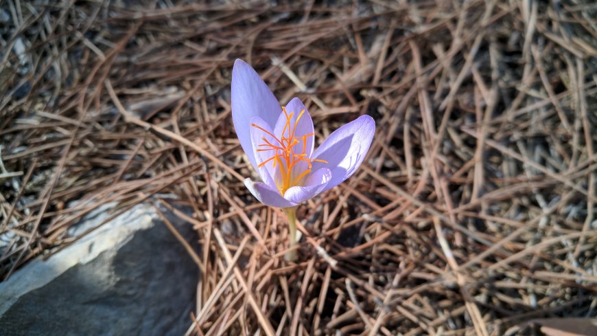 松针丛中绽放的紫色番红花自然植物电脑壁纸