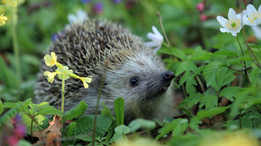 刺猬花丛中探头张望萌态自然生态风景电脑壁纸