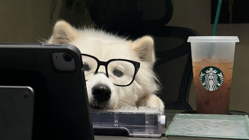 戴黑框眼镜萨摩耶犬注视电脑屏幕萌趣创意电脑壁纸