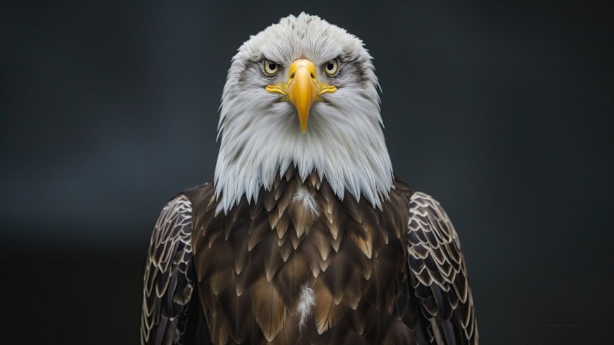 白头海雕特写锐利眼神猛禽动物电脑壁纸