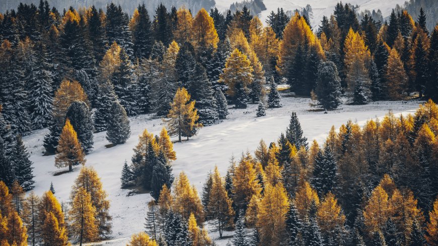 奥地利阿尔卑斯山秋冬雪林金黄落叶松风景电脑壁纸