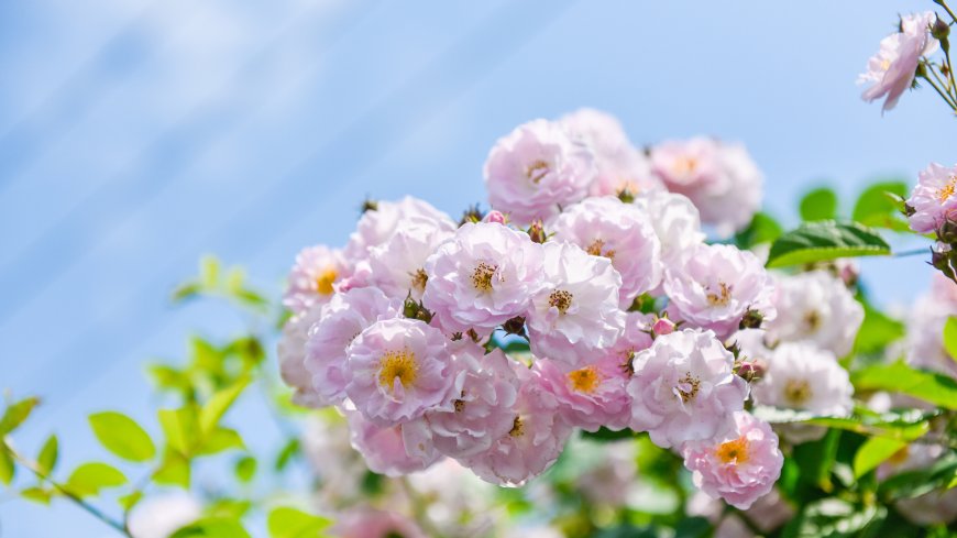 蔷薇花盛开粉白花瓣蓝天背景清新自然风景电脑壁纸