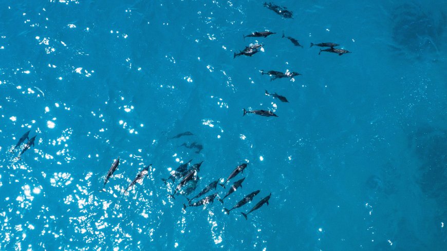 海豚群游蔚蓝海面波光粼粼自然风光风景电脑壁纸