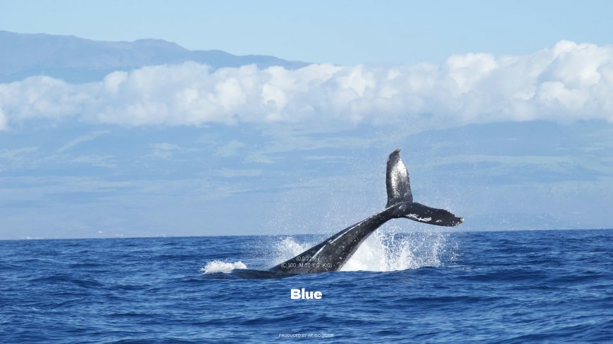 座头鲸跃出海面水花飞溅壮观海洋生物风景电脑壁纸