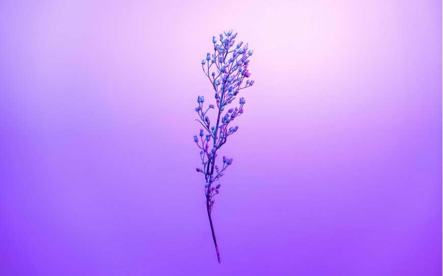紫色渐变背景干花枝条静谧艺术创意电脑壁纸