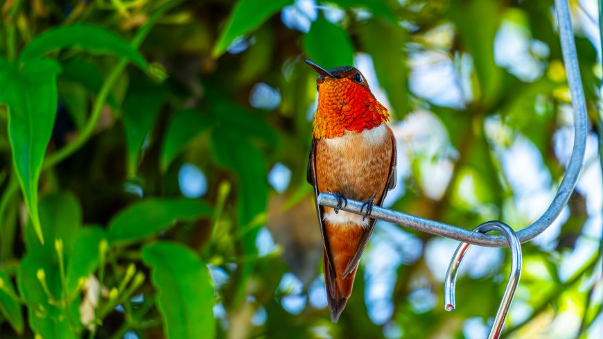 蜂鸟栖于金属杆上羽毛鲜艳自然生态风景电脑壁纸